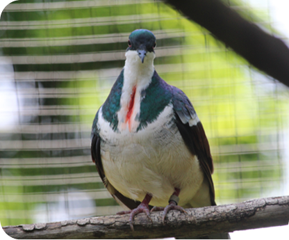 Negros Bleeding-heart Dove
