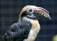 Visayan Tarictic Hornbill