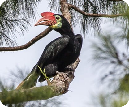 Rufous-headed Hornbill