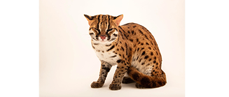 Visayan Leopard Cat