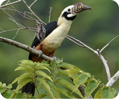 Visayan Tarictic Hornbill
