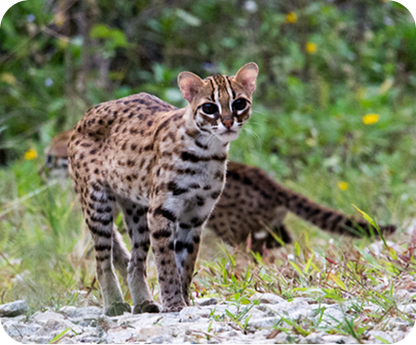 Visayan Leopard Cat
