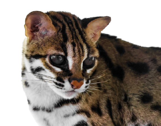 Visayan Leopard Cat