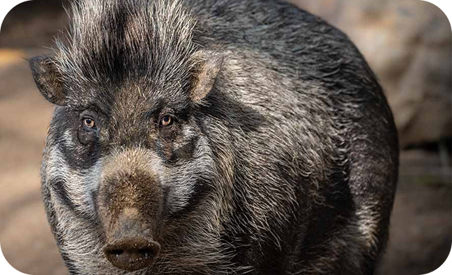Visayan Warty Pig